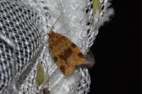 Epagoge grotiana
