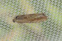 Eucosma gr. cana