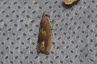 Eucosma conterminana