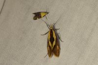 Harpella forficella