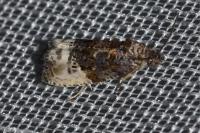 Hedya nubiferana