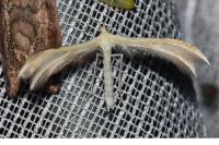 Merrifieldia baliodactyla