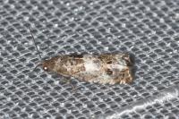 Notocelia trimaculana
