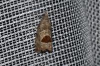 Notocelia uddmanniana