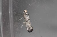 Paraswammerdamia nebulella