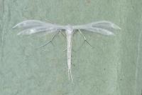 Pterophorus pentadactylus