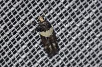 Recurvaria leucatella