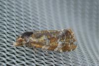 Aethes hartmanniana/piercei