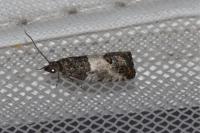 Spilonota ocellana