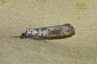 Yponomeuta irrorella