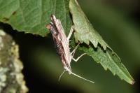 Ypsolopha scabrella