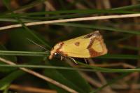 Agapeta zoegana