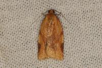 Paramesia gnomana