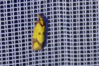 Agapeta zoegana