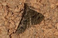 Alucita hexadactyla