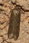Bryotropha
