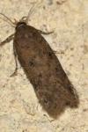 Bryotropha