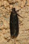 Gelechia sororculella