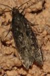 Gelechia sororculella