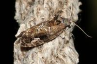 Eudemis porphyrana