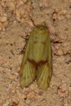 Agapeta hamana