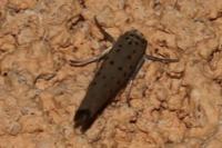 Yponomeuta sedella