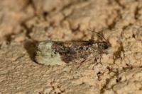 Hedya nubiferana