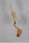 Batia lunaris