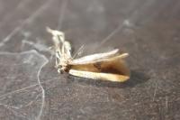 Batia lunaris