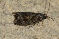Zeiraphera isertana