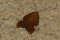 Acleris holmiana