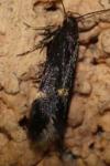 Oxypteryx atrella