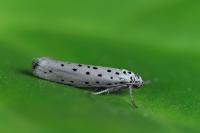 Yponomeuta sedella