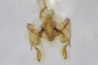 Sorhagenia janiszewskae