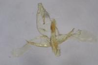 Oegoconia deauratella