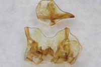 Sorhagenia janiszewskae