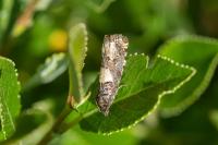 Epinotia
