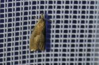 Dichrorampha simpliciana
