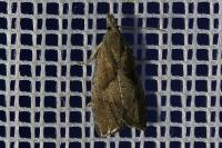 Dichrorampha simpliciana