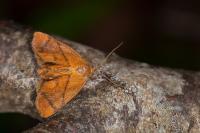 Apoda limacodes