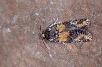 Ptycholomoides aeriferanus