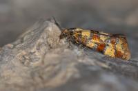 Aethes tesserana