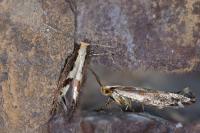 Argyresthia conjugella
