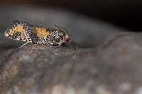 Ptycholomoides aeriferanus