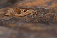 Archips crataegana