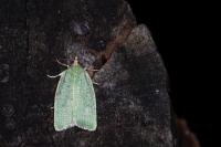 Tortrix viridana