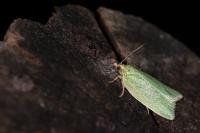 Tortrix viridana
