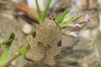 Lozotaenia forsterana