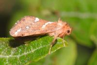 Phymatopus hecta