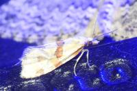 Cochylis